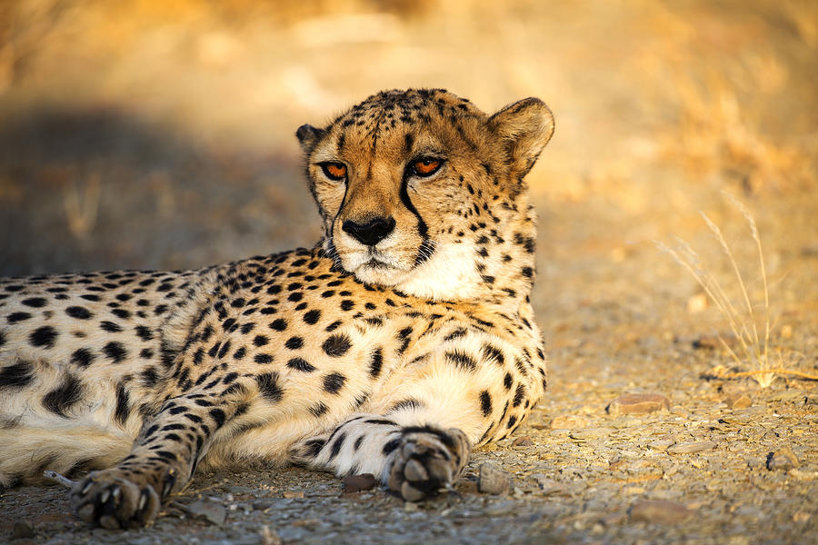 Cheetah In The Morning Sun Photograph by Iris Wiener | Fine Art America