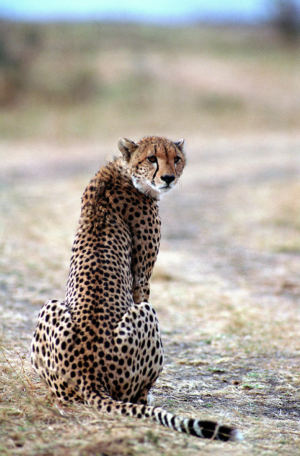Cheetah, Kenya, Africa Photograph by James Gritz