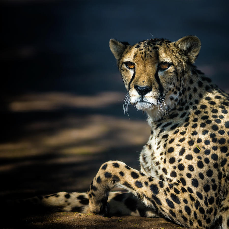 Cheetah Laying Under Tree Photograph by Cedric Favero