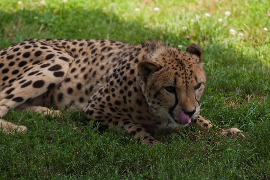cheetah licking lips by Chris Flees cheetah licking lips by Chris Flees