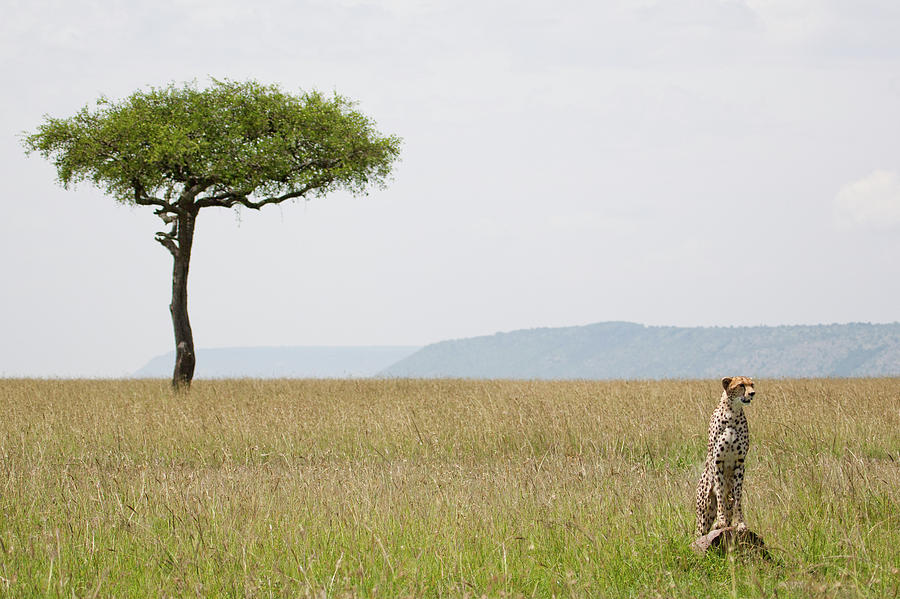 Cheetah Looking For Lunch Photograph by Nick Lawes