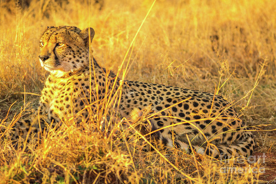 Cheetah lying in savannah Photograph by Benny Marty