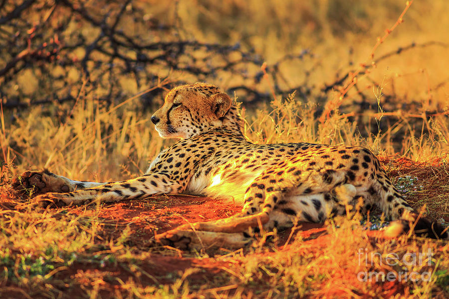 Cheetah lying red desert Photograph by Benny Marty