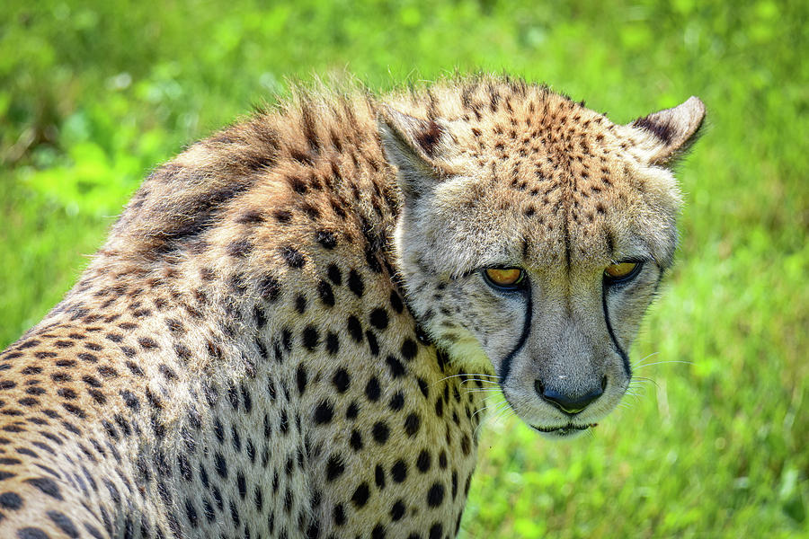 Cheetah Photograph by Michelle Wittensoldner