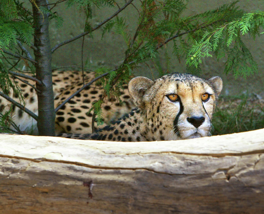 Cheetah Milly Peers From Her Cage Photograph by Reuters Photographer ...