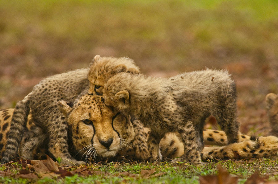 Cheetah Mother And Young Photograph by Mint Images