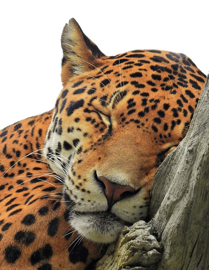 Cheetah Napping Photograph by Jennifer Wheatley Wolf