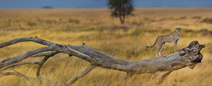 Cheetah On A Tree Branch, Serengeti Photograph by John Wang