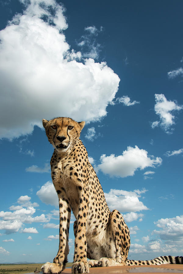 Cheetah On A Vehicle Roof Photograph by Mike Hill