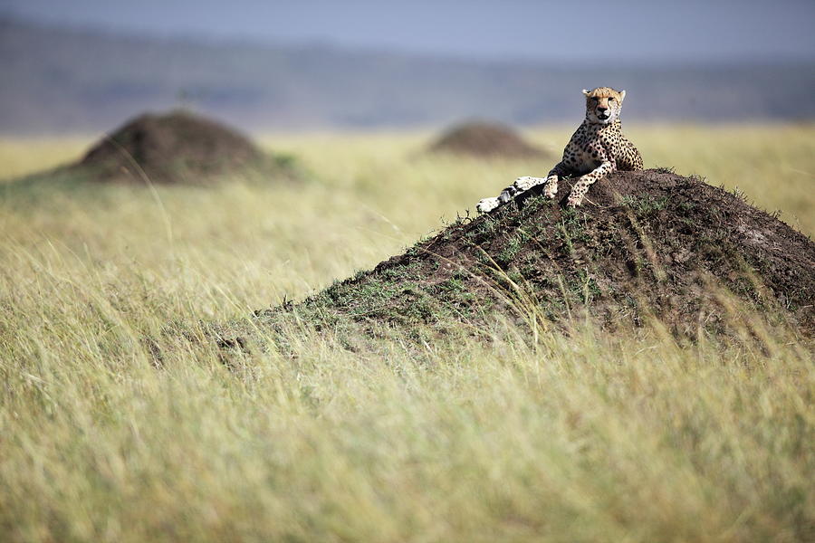Cheetah On Mound Photograph by Gp232