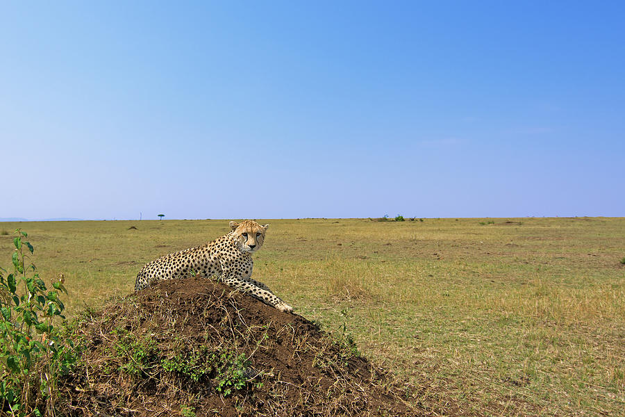 Cheetah On Mound Photograph by Santanu Nandy
