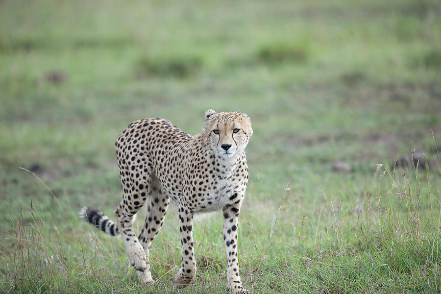 Cheetah On Prowl Photograph by David & Shiela Glatz Www.glatznaturephoto.com