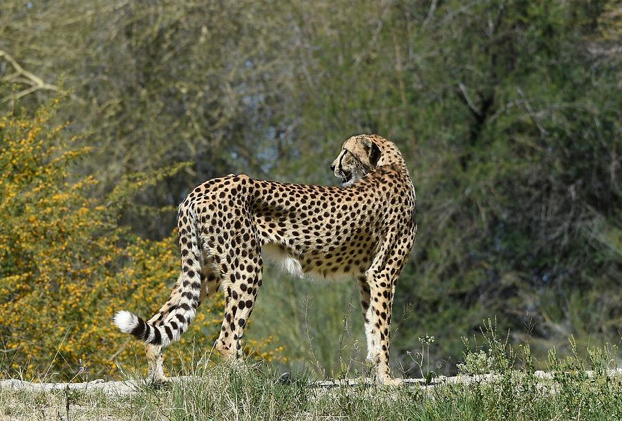 Cheetah Pause Photograph by Fraida Gutovich