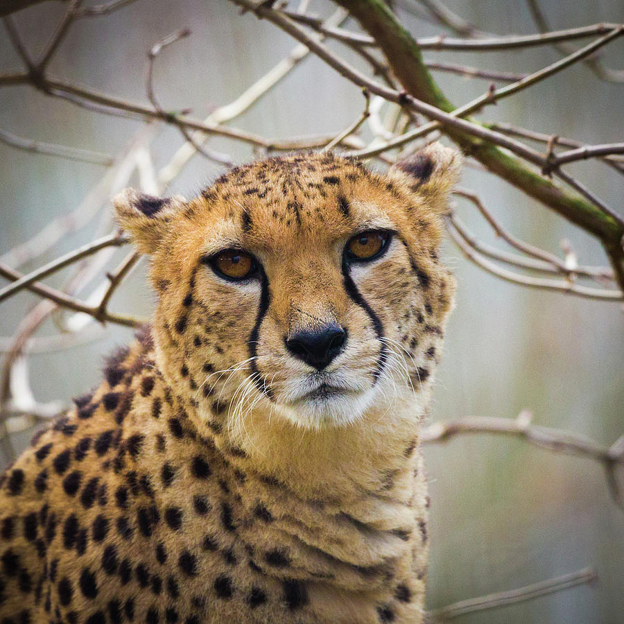 Cheetah Photograph by Peter Orr Photography