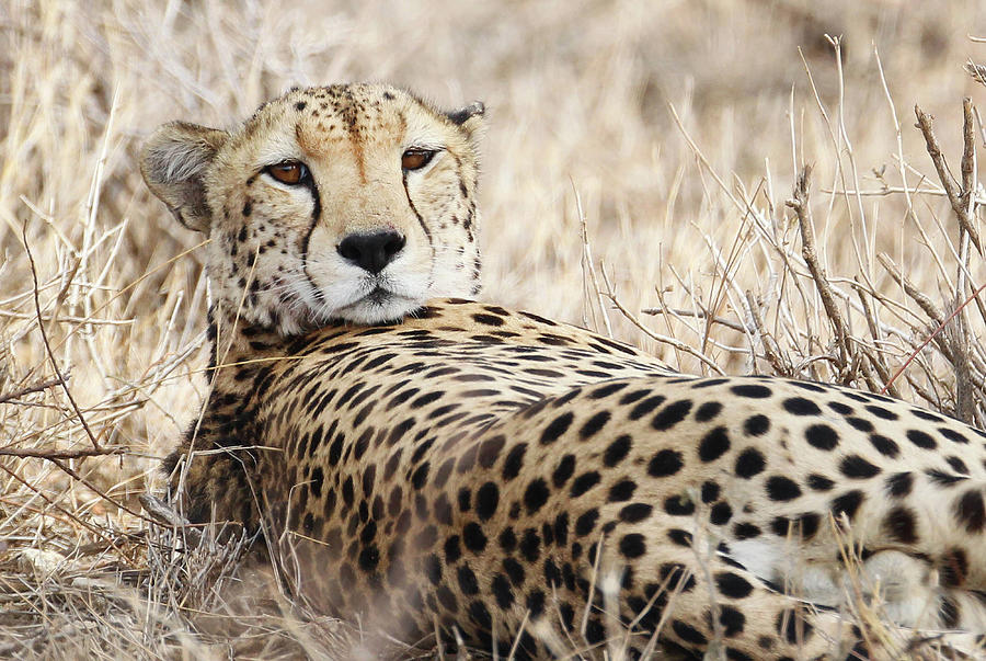 Cheetah Photograph by Photo By Prasit Chansareekorn