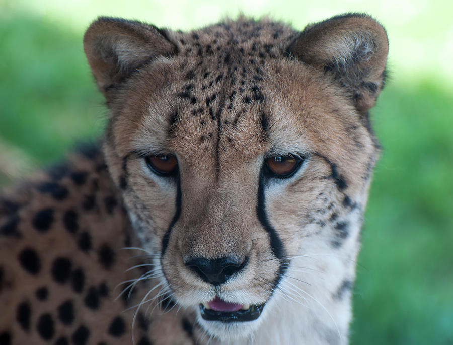 Cheetah Portrait Photograph by Flees Photos