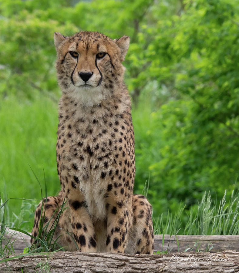 Cheetah Portrait Photograph by Madlyn Blom | Fine Art America