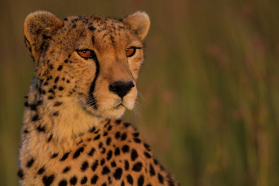 Cheetah Portrait