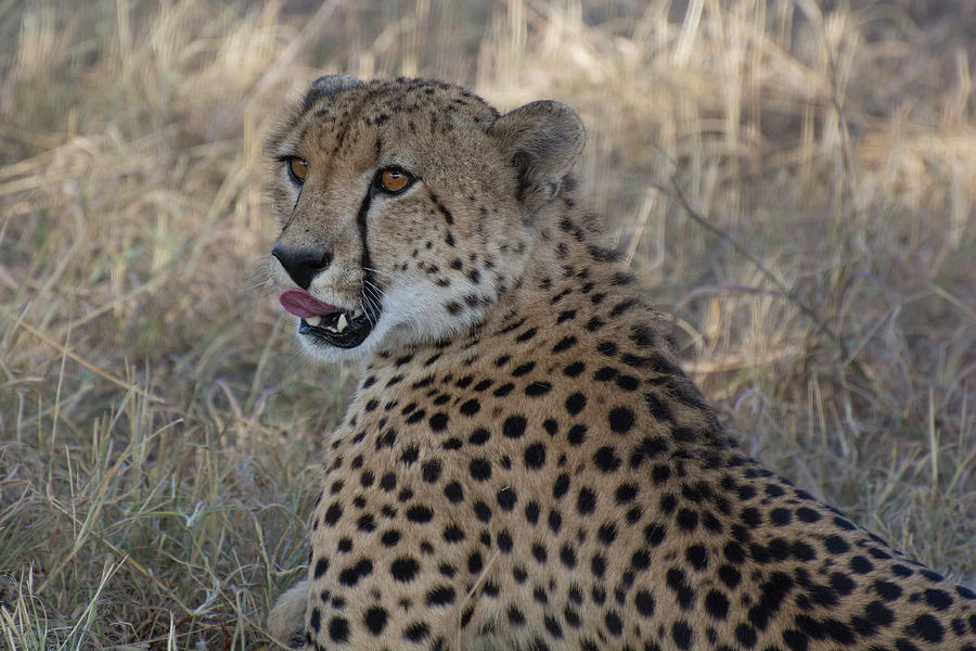 Cheetah Portrait Photograph by Mark Hunter
