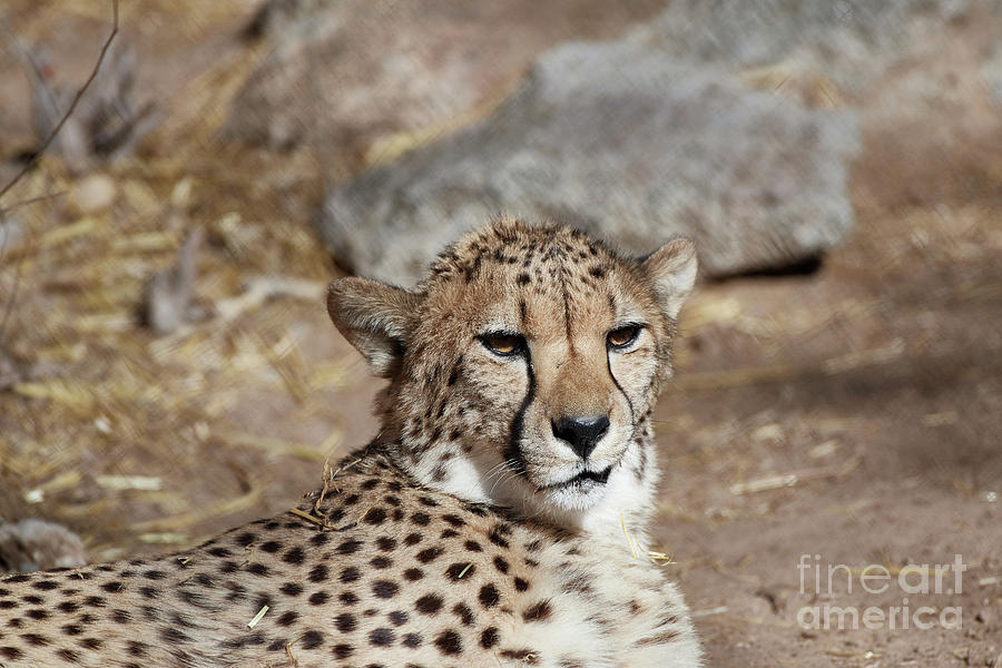 Cheetah Portrait Photograph by Robert WK Clark