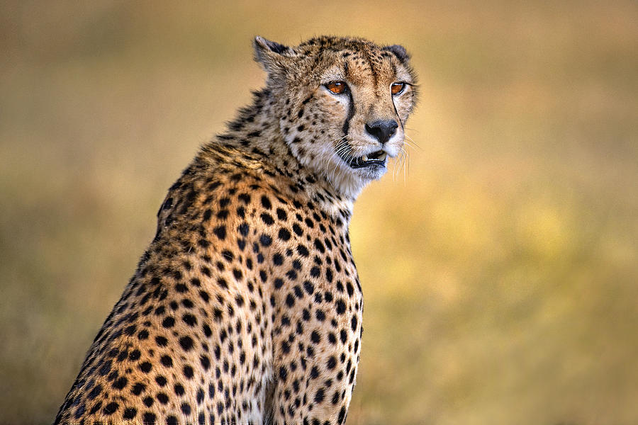 Wildlife Photograph - Cheetah Portrait by Xavier Ortega