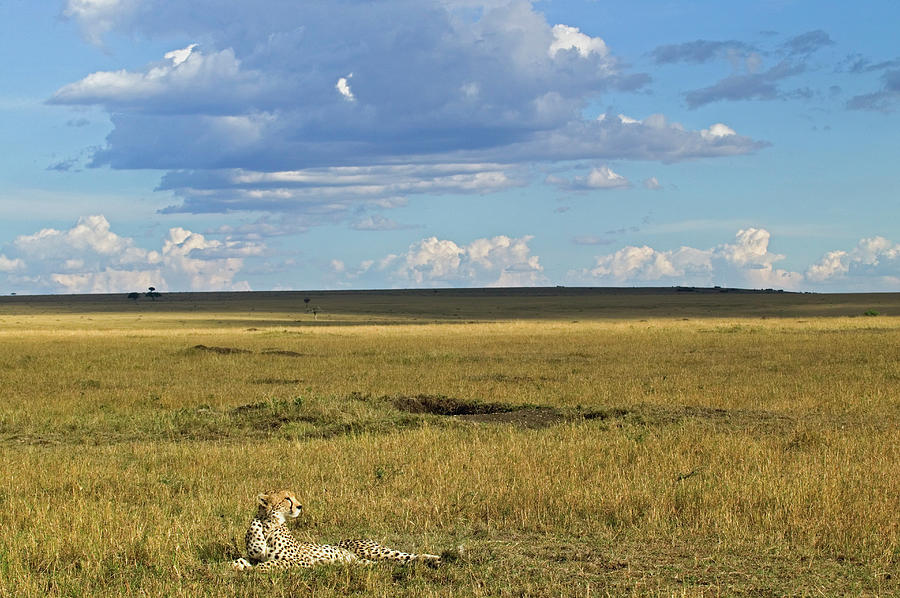 Cheetah Resting On Open Plain Acinonyx Photograph by Adam Jones