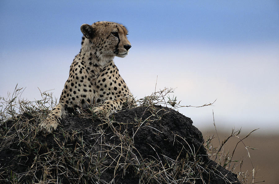 Cheetah Resting On Termite Mound Photograph by James Gritz