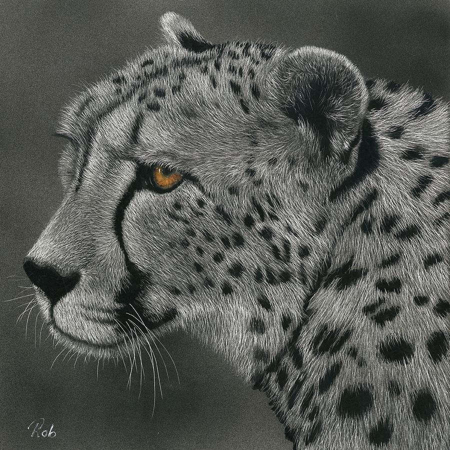 Cheetah Drawing by Robyn Bromham Pixels