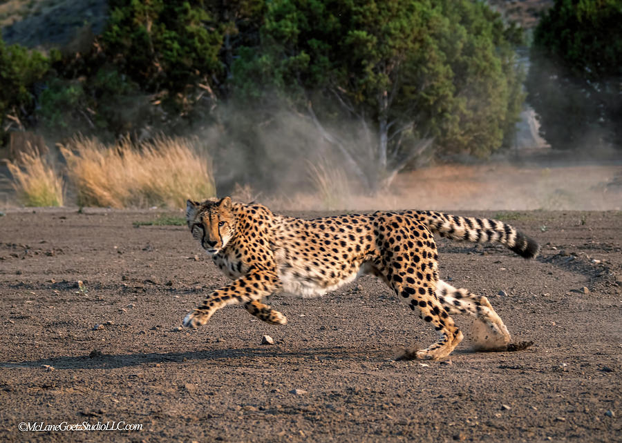 Cheetah Run 1 Photograph by LeeAnn McLaneGoetz McLaneGoetzStudioLLCcom