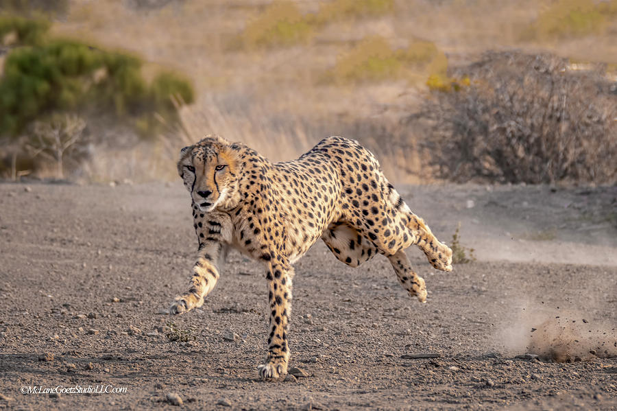 Cheetah Run 2 Photograph by LeeAnn McLaneGoetz McLaneGoetzStudioLLCcom