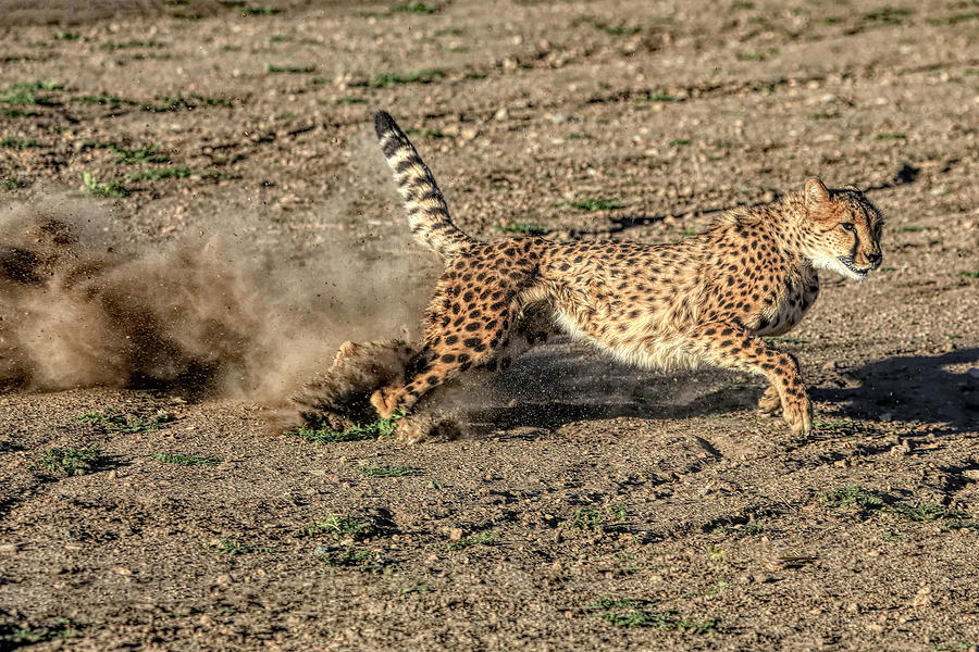 Cheetah Run Photograph by Donna Kennedy - Pixels