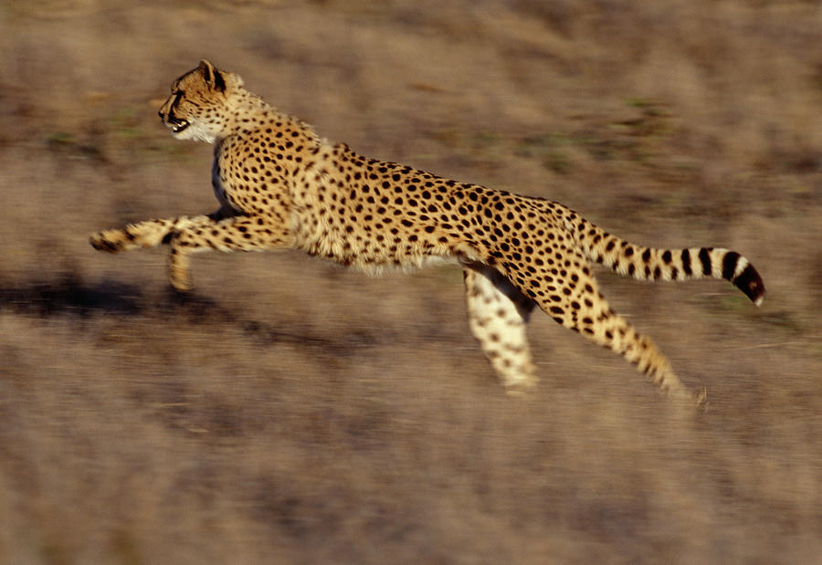 Cheetah  Running  Acinonyx Jubatus Photograph by Nhpa
