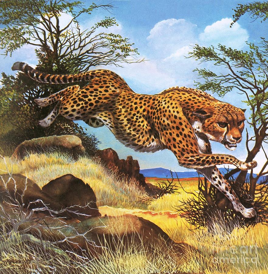 baby cheetah running fast