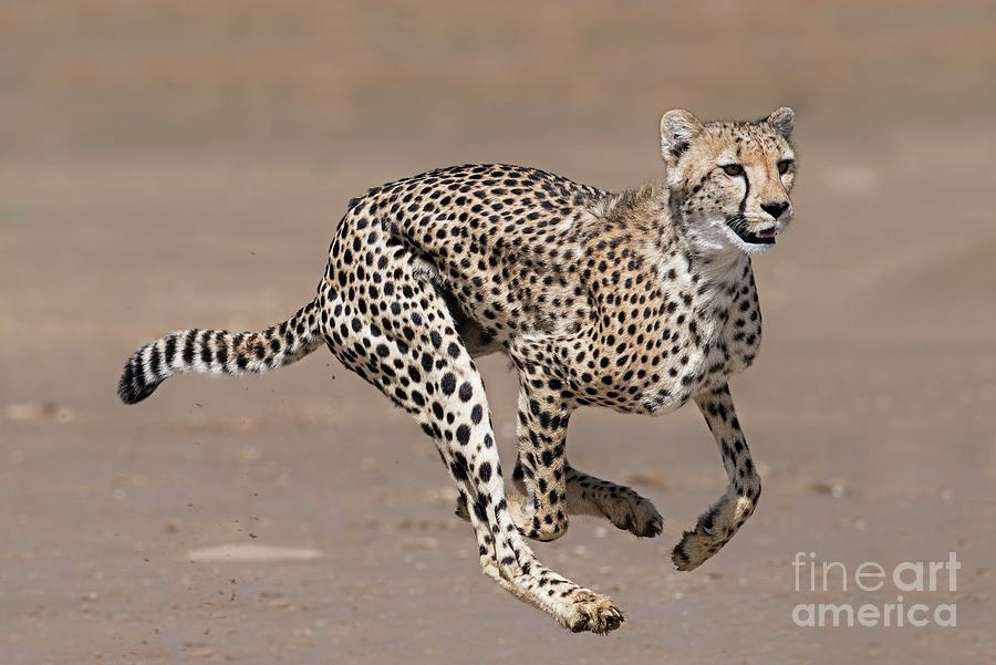 Cheetah Running Photograph by Tony Camacho/science Photo Library