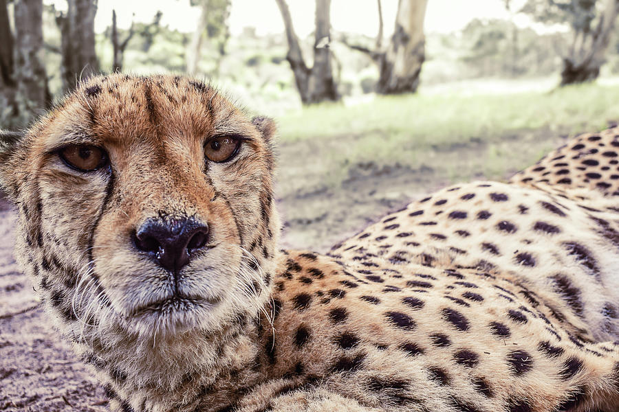 Cheetah Selfie Photograph by Glen Wray