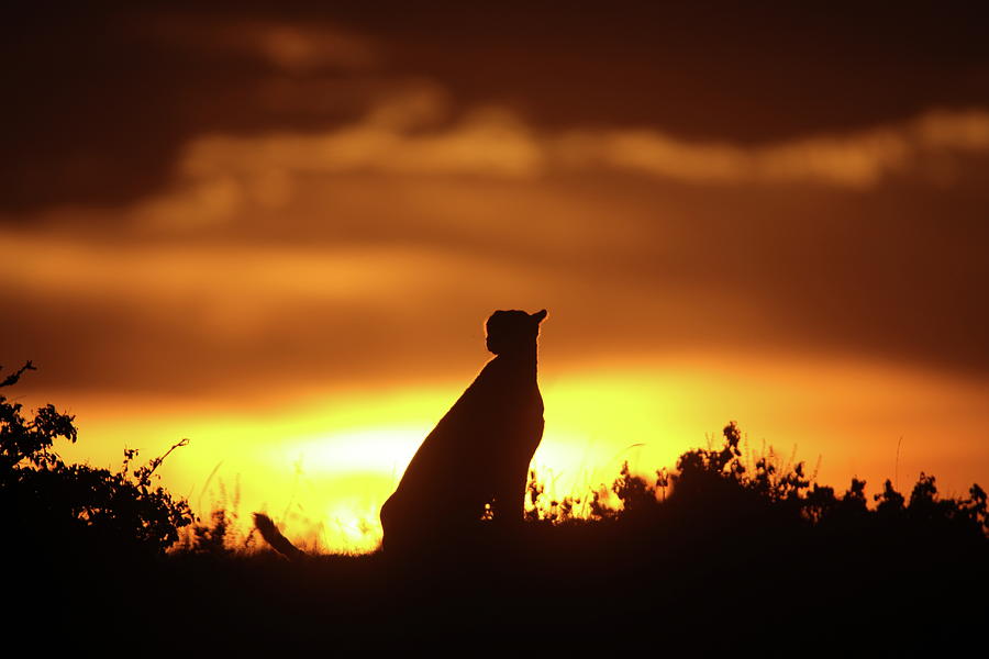 Cheetah Silhouette Photograph by Gp232