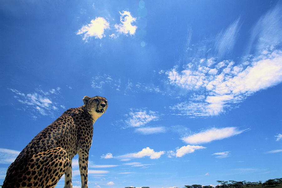 Cheetah Sitting, Blue Sky Background Photograph by Manoj Shah