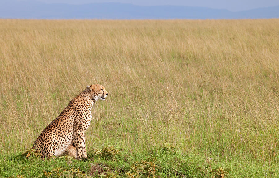 Cheetah Sitting By Empty Savannah Photograph by Pixzzle
