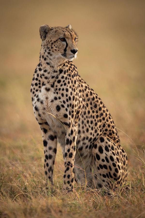 Cheetah sitting in grassy plain turning right Photograph by Ndp - Fine ...