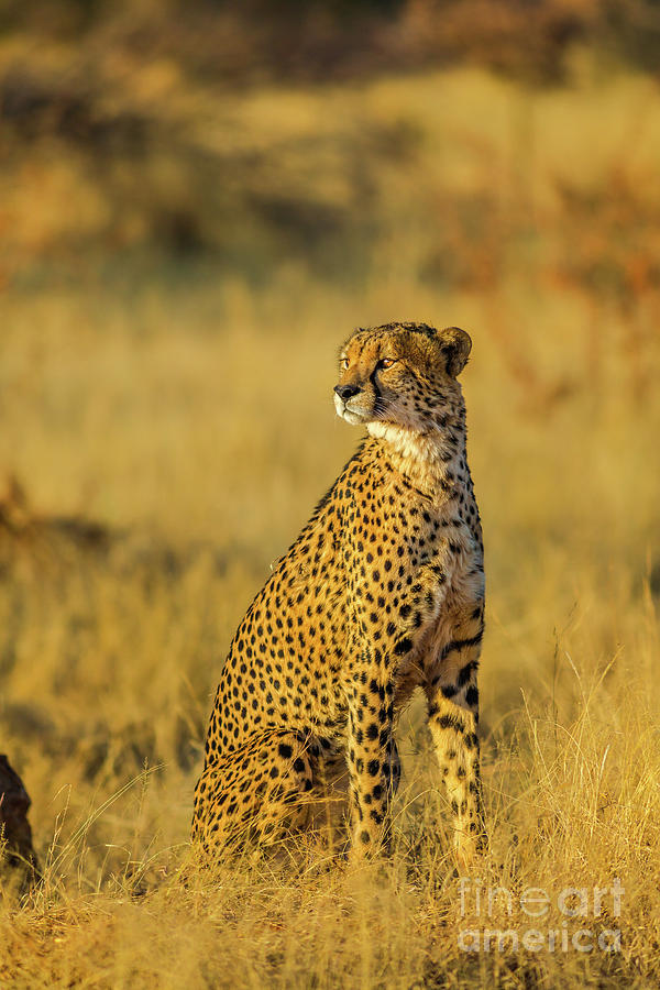 Cheetah standing in Africa Photograph by Benny Marty