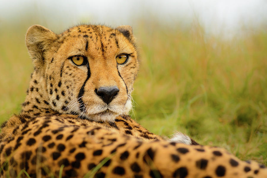 Cheetah Photograph - Cheetah Stare by Richard Guijt