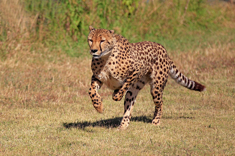 Cheetah Photograph by Tier Und Naturfotografie J Und C Sohns