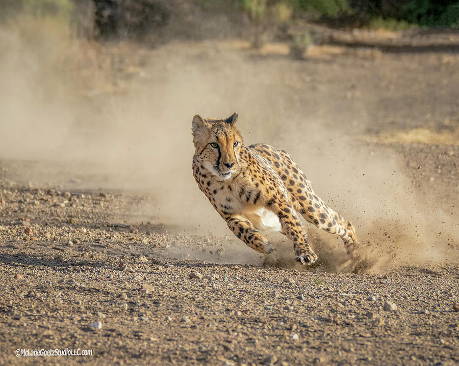 Cheetah Top Speed Photograph by LeeAnn McLaneGoetz McLaneGoetzStudioLLCcom