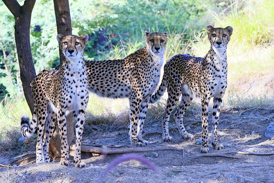 Cheetah Triplets  Photograph by Shoal Hollingsworth