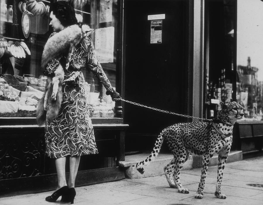 London Photograph - Cheetah Who Shops by B. C. Parade