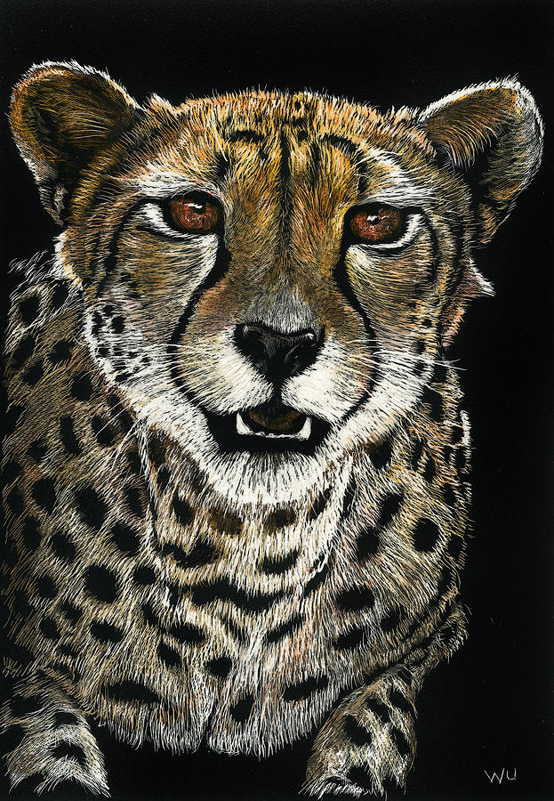 Cheetah Drawing by William Underwood Cheetah Drawing by William Underwood