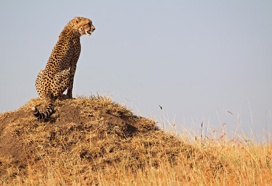 Cheetah With A View Photograph by Wldavies