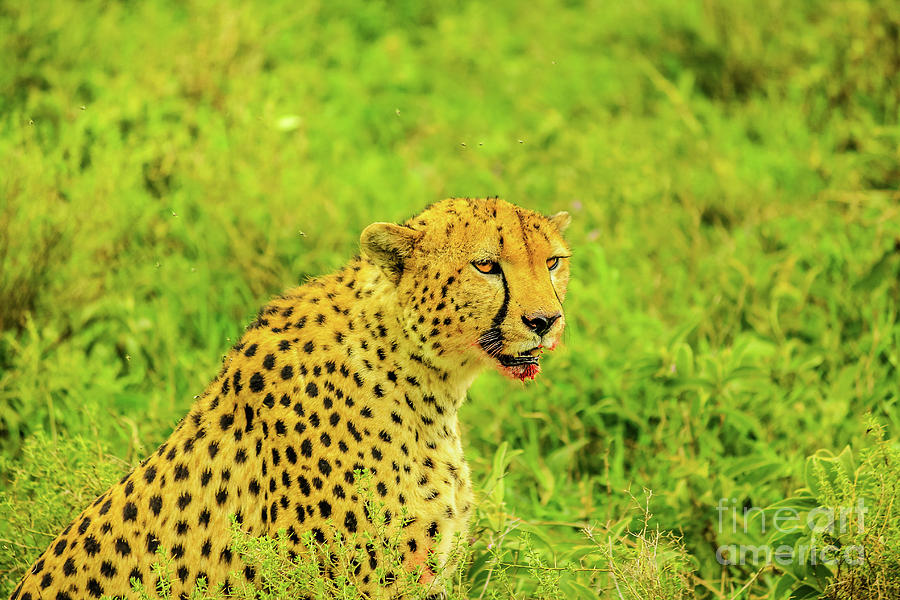 Cheetah with bloody face Photograph by Benny Marty