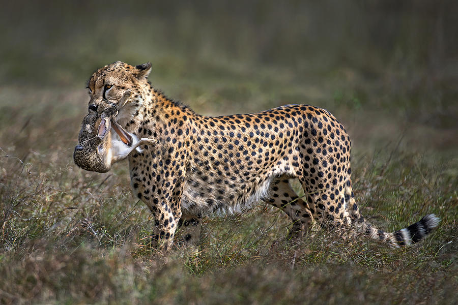 Wildlife Photograph - Cheetah With Prey by Xavier Ortega