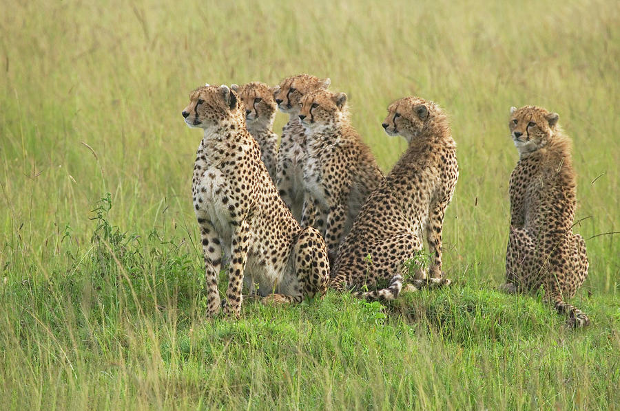 Cheetahs Acinonyx Jubatus Mother With Photograph by Keren Su